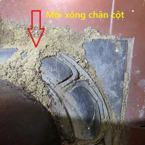 mối xông cột nhà